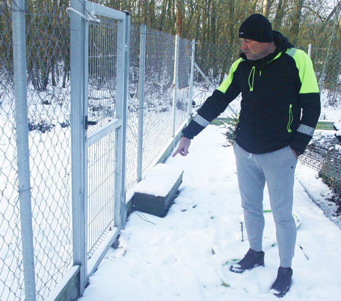Wataha psów terroryzuje wieś. „Nie zaatakowały z głodu. To była napaść, by zabić”