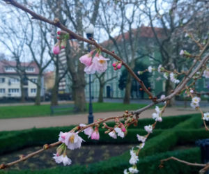 Wiosna w środku zimy! Na Jasnych Błoniach w Szczecinie zakwitło drzewo!