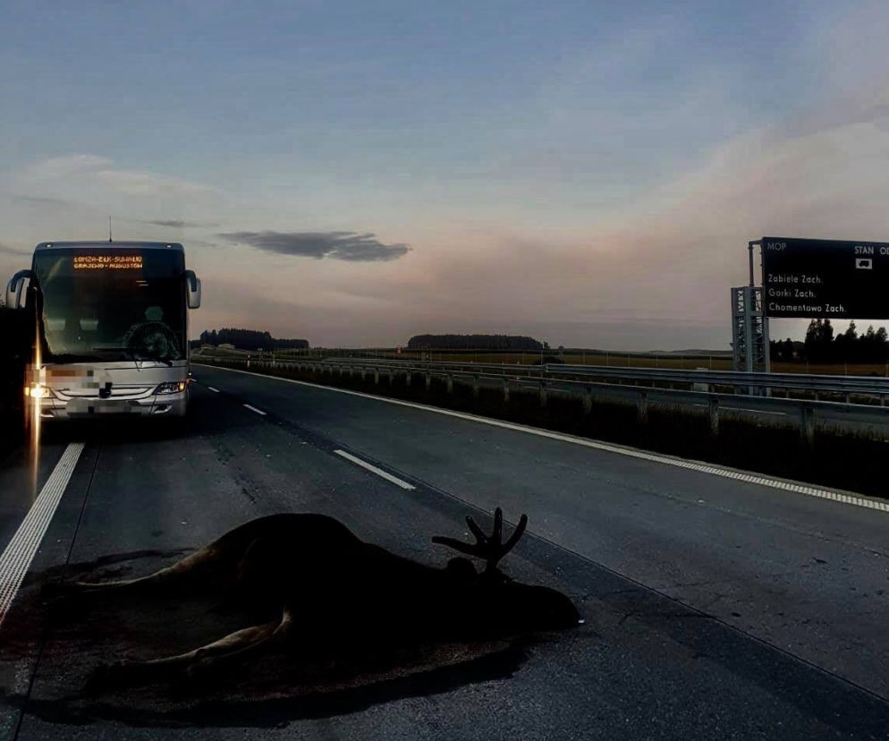Autokar zderzył się z łosiem. Wypadek na DK 61