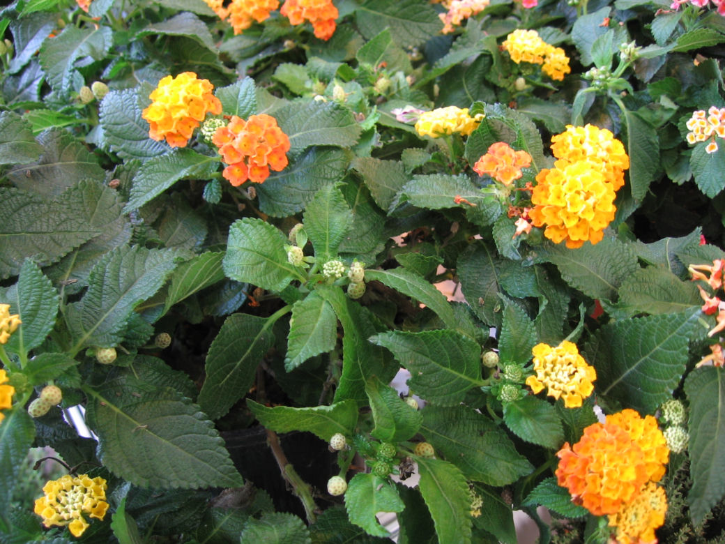 Lantana