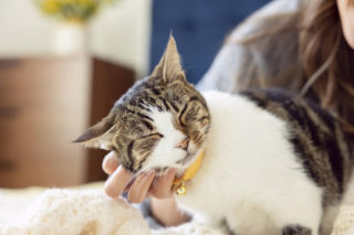 Co skrywa kot? Oto 5 zaskakujących faktów o mruczkach!