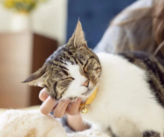 Co skrywa kot? Oto 5 zaskakujących faktów o mruczkach!