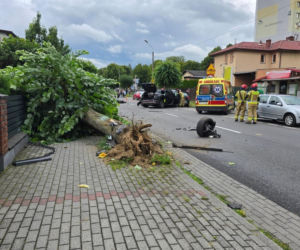 Wyrwał drzewo samochodem