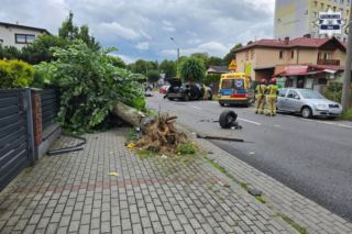 Wyrwał drzewo samochodem