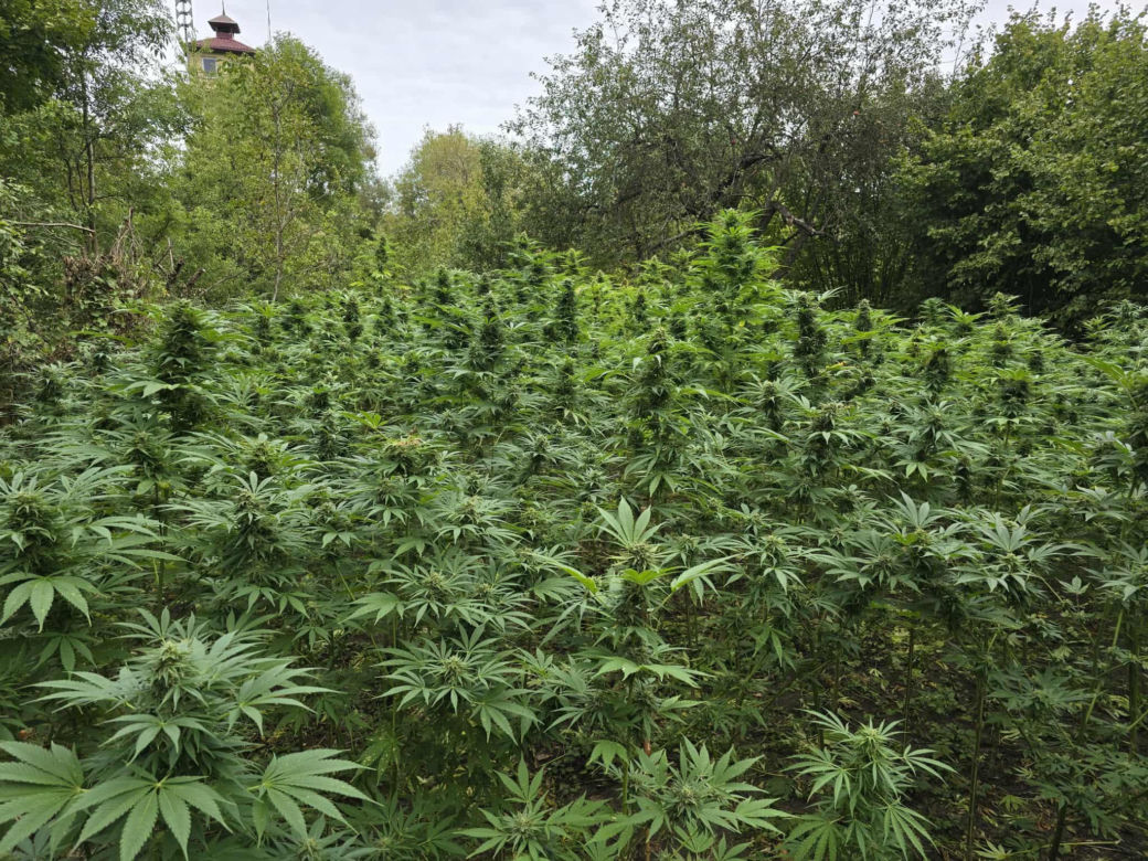Prawie 40 kilogramów narkotyków i dwie duże plantacje. Dwaj zatrzymani w Starachowicach i gminie Brody