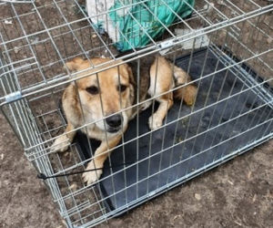 Makabra pod Płockiem! Z głodu zjadały same siebie, spały w dywanie z odchodów [ZDJĘCIA]