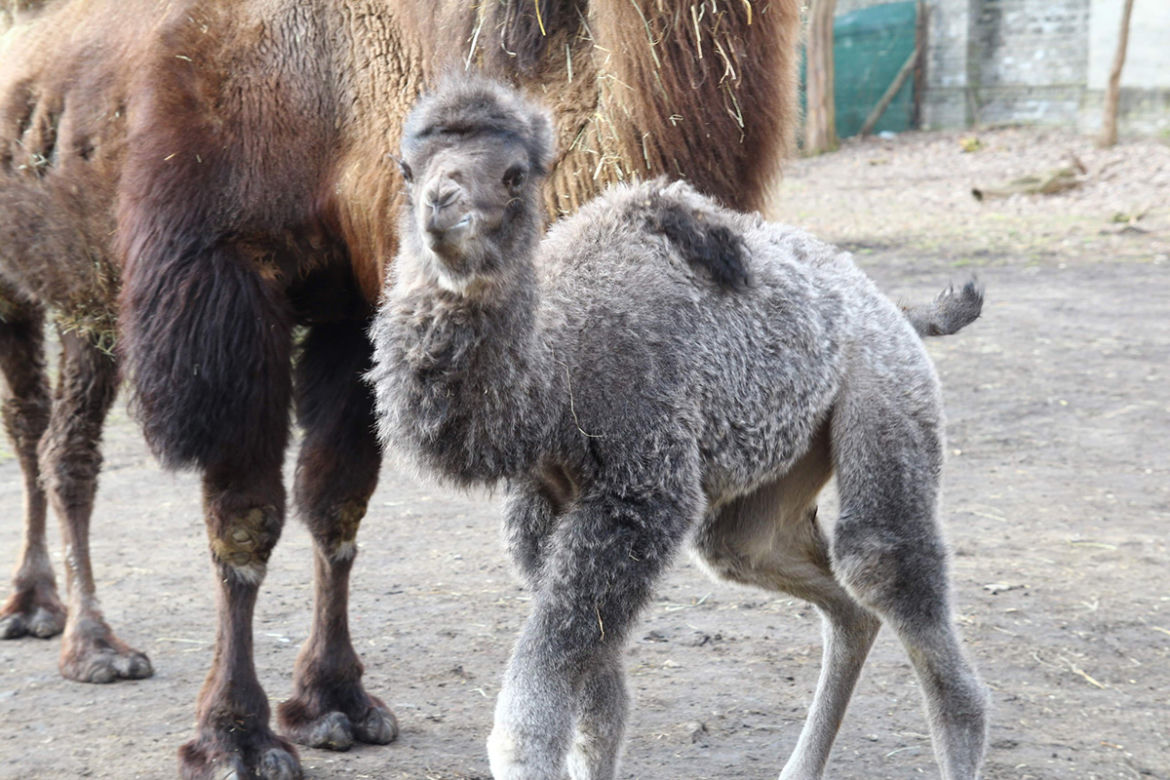  Narodziny w warszawskim zoo! Ma kilka dni a siwy jak starzec... 