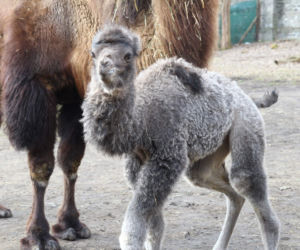 Narodziny w warszawskim zoo! Ma kilka dni a siwy jak starzec... 