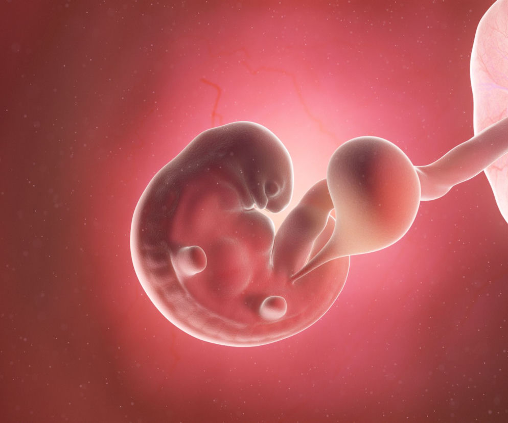 6 tydzień ciąży zarodek