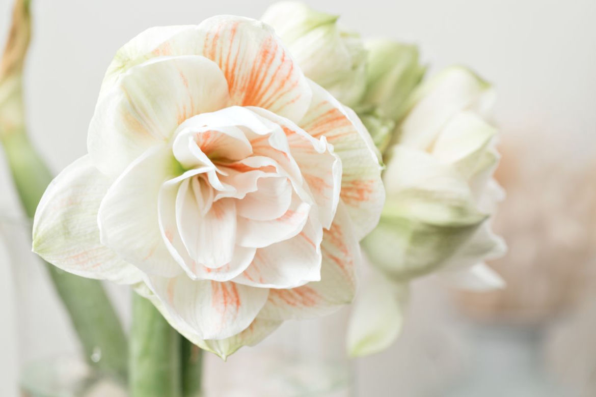 Hippeastrum