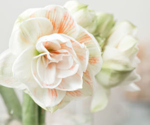 Hippeastrum