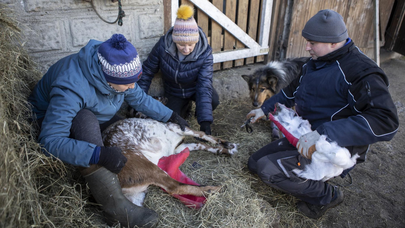 Rolnicy. Podlasie. Tak mieszka Emilia Korolczuk. Zdjęcia z Rancza Laszki