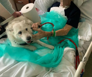 Legnica. Suczka Saba nie widziała właściciela przez 6 miesięcy. Odwiedziła go w szpitalu [ZDJĘCIA].