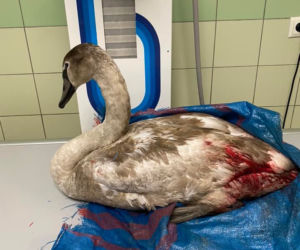 Łabędź Odi ranny po walce z innym ptakiem