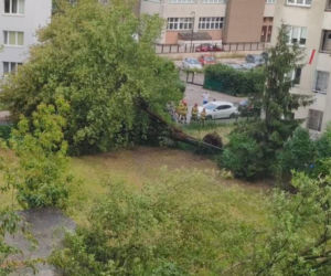 Gwałtowna burza nad Warszawą. Drzewa wyrwane z korzeniami w 5 minut!