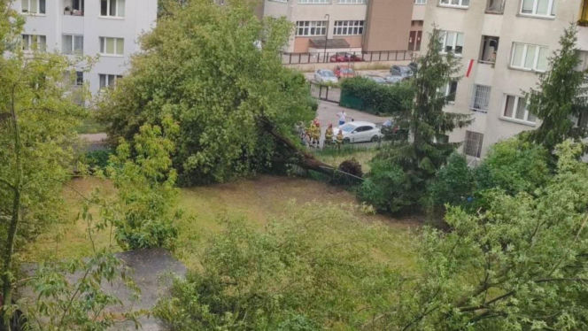 Gwałtowna burza nad Warszawą. Drzewa wyrwane z korzeniami w 5 minut!