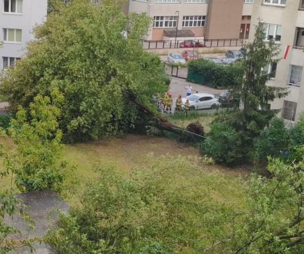 Gwałtowna burza nad Warszawą. Drzewa wyrwane z korzeniami w 5 minut!