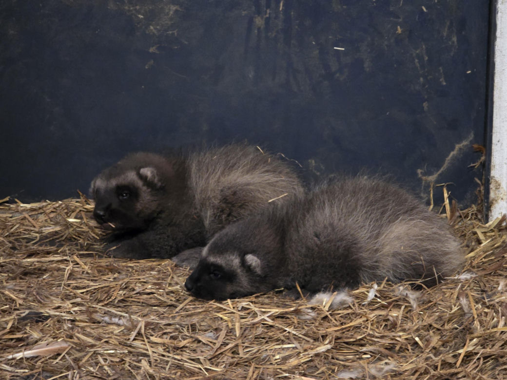 Rosomakowy baby boom w Śląskim ZOO! Radosna nowina dla miłośników zwierząt