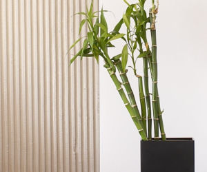 Dracena Lucky Bamboo