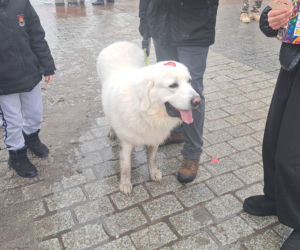 34. finał WOŚP w Krakowie. Golden Retrievery na Rynku Głównym