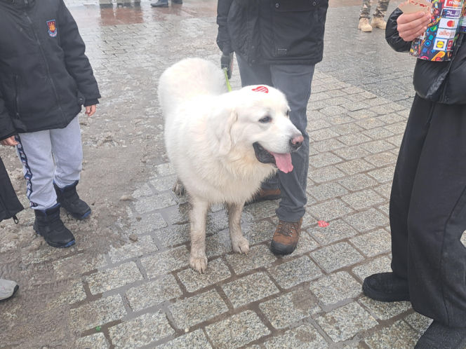34. finał WOŚP w Krakowie. Golden Retrievery na Rynku Głównym