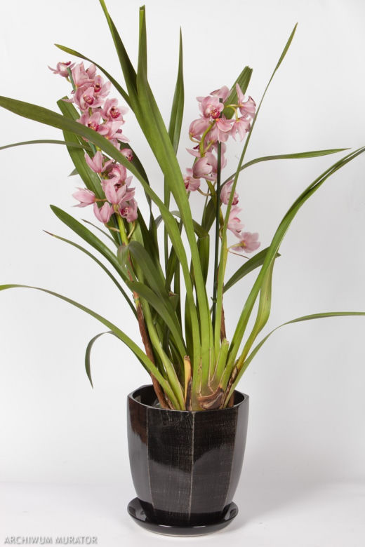 Cymbidium