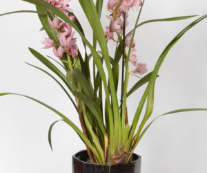 Cymbidium