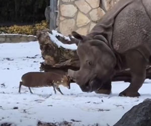 Mandżuk chiński i nosorożec indyjski starły się w Zoo Wrocław! Ponad zwierzętami jest 1,6 tony różnicy [ZDJĘCIA]