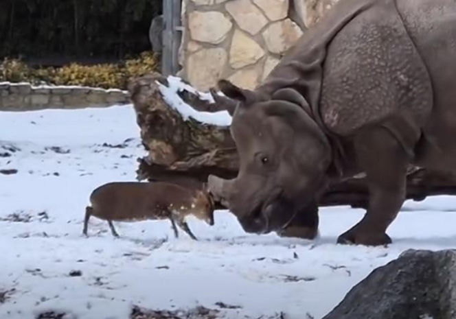 Mandżuk chiński i nosorożec indyjski starły się w Zoo Wrocław! Ponad zwierzętami jest 1,6 tony różnicy [ZDJĘCIA]