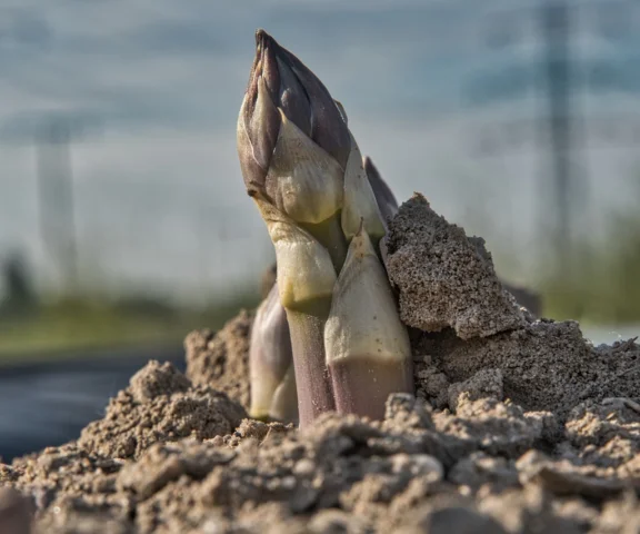 Niemieccy rolnicy chcą płacić mniej Polakom. Burza o pensje sezonowych pracowników  