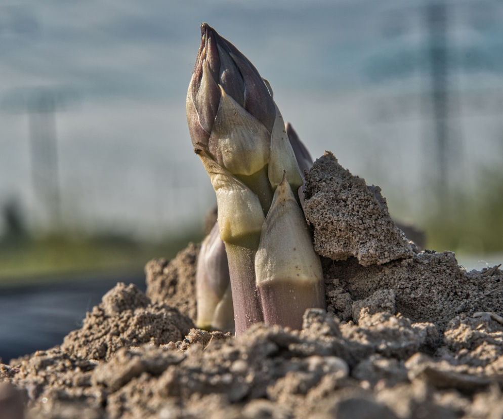 Niemieccy rolnicy chcą płacić mniej Polakom. Burza o pensje sezonowych pracowników  