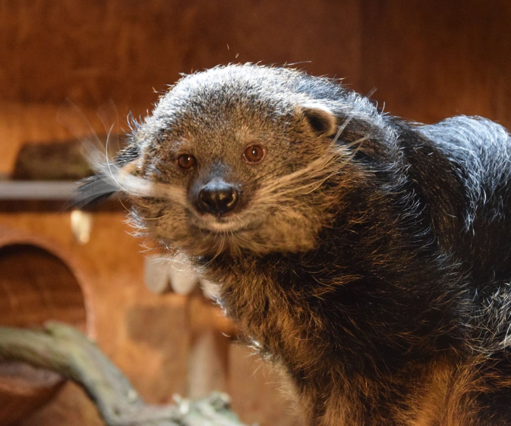 Nowi mieszkańcy ZOO w Poznaniu. To DRAPIEŻNE ssaki!