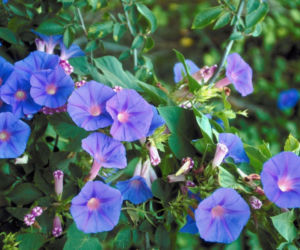 Wilec purpurowy