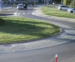 „Moo-żesz to zobaczyć?” Krowa z Żuromina stała się gwiazdą internetu