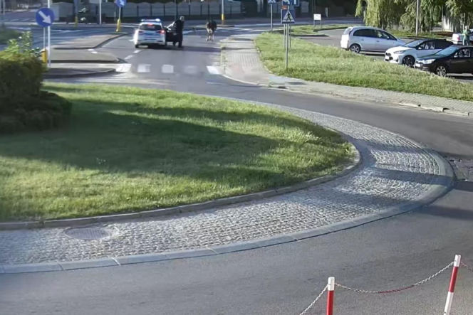 „Moo-żesz to zobaczyć?” Krowa z Żuromina stała się gwiazdą internetu