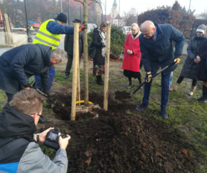Za nami duża akcja sadzenia drzew w Toruniu. Pojawi się też 5 tysięcy krzewów!