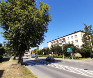 Wycinka drzewa oprotestowana