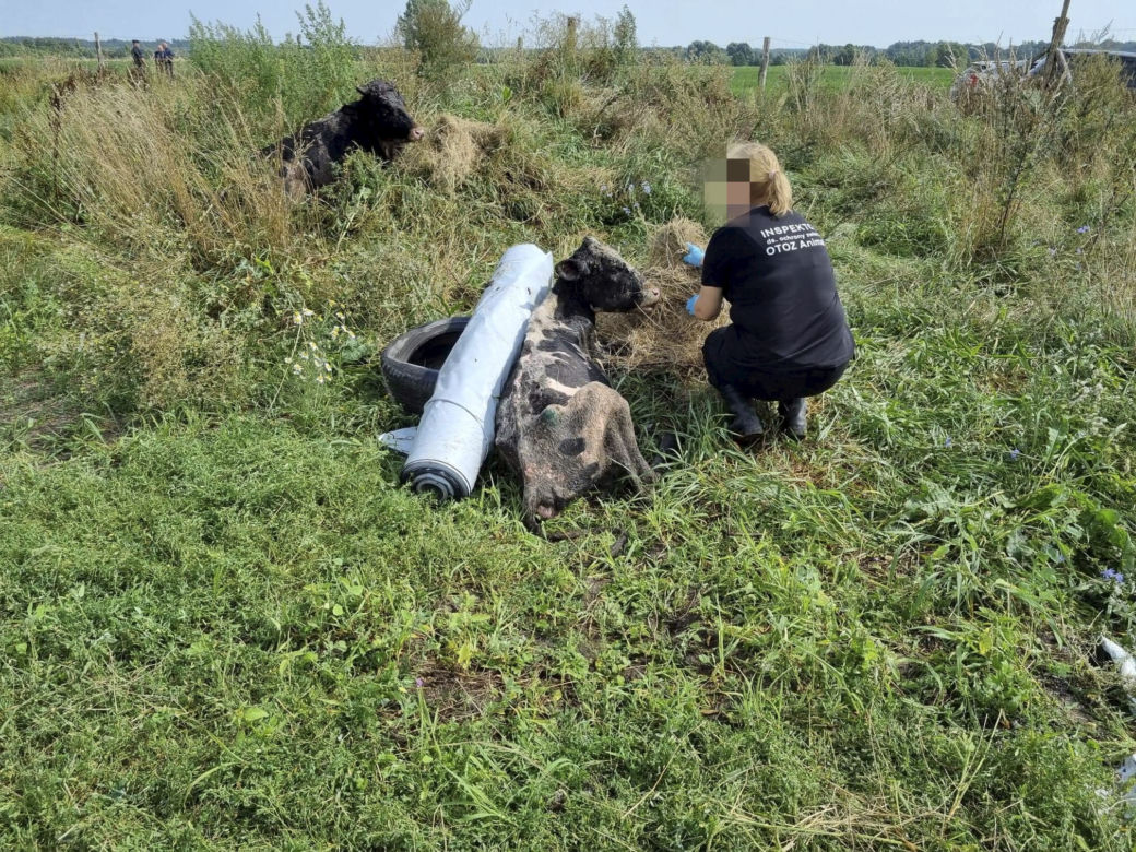 Koszmar zwierząt na Mazurach. Krowy tarzały się w błocie, wiele z nich umierało w męczarniach