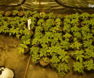 Potężna plantacja w Myszkowie zlikwidowana. 125 krzewów konopi, 11 kilogramów marihuany