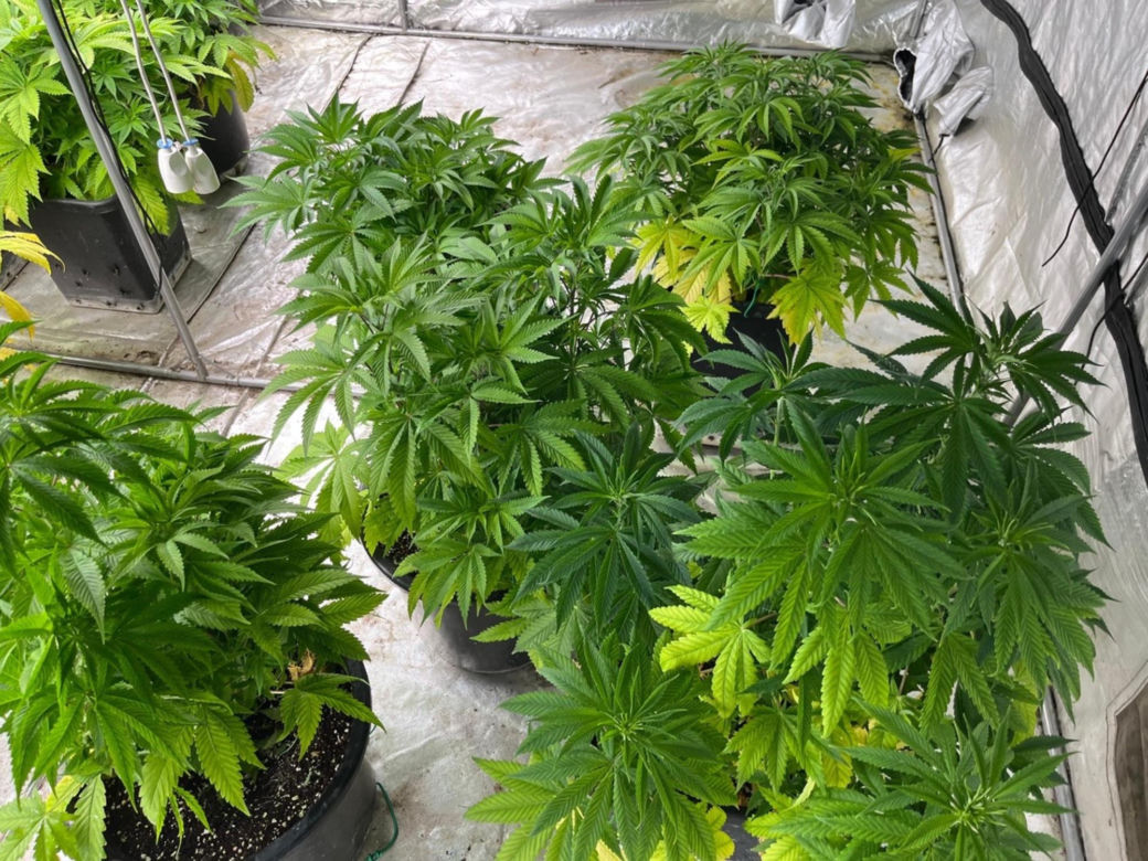 Gigantyczna plantacja konopi zlikwidowana. Policja zabezpieczyła marihuanę, kokainę, broń i amunicję