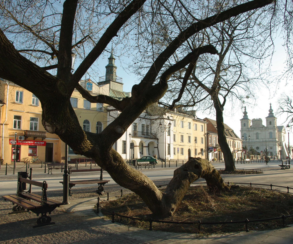 Klęczące drzewo z Krasnegostawu