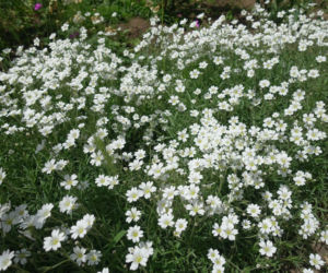 Srebrzysta rogownica: kutnerowata - piękna i bezproblemowa, ale pod jednym warunkiem
