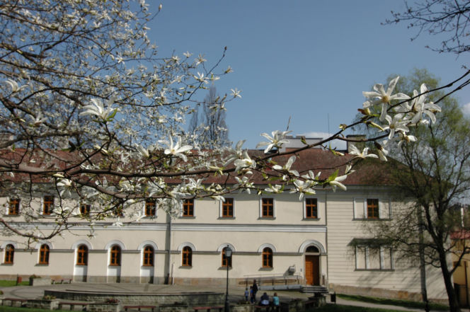 Szlak magnolii w Cieszynie