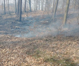 Pożar lasu pod Olsztynem. Gdyby nie szybka reakcja ratownicza, straty byłyby ogromne [FOTO]