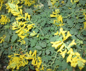 Kokorycz 'Canary Feathers'