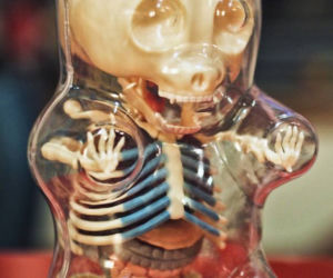 anatomia zabawek wg. jasona freeneya