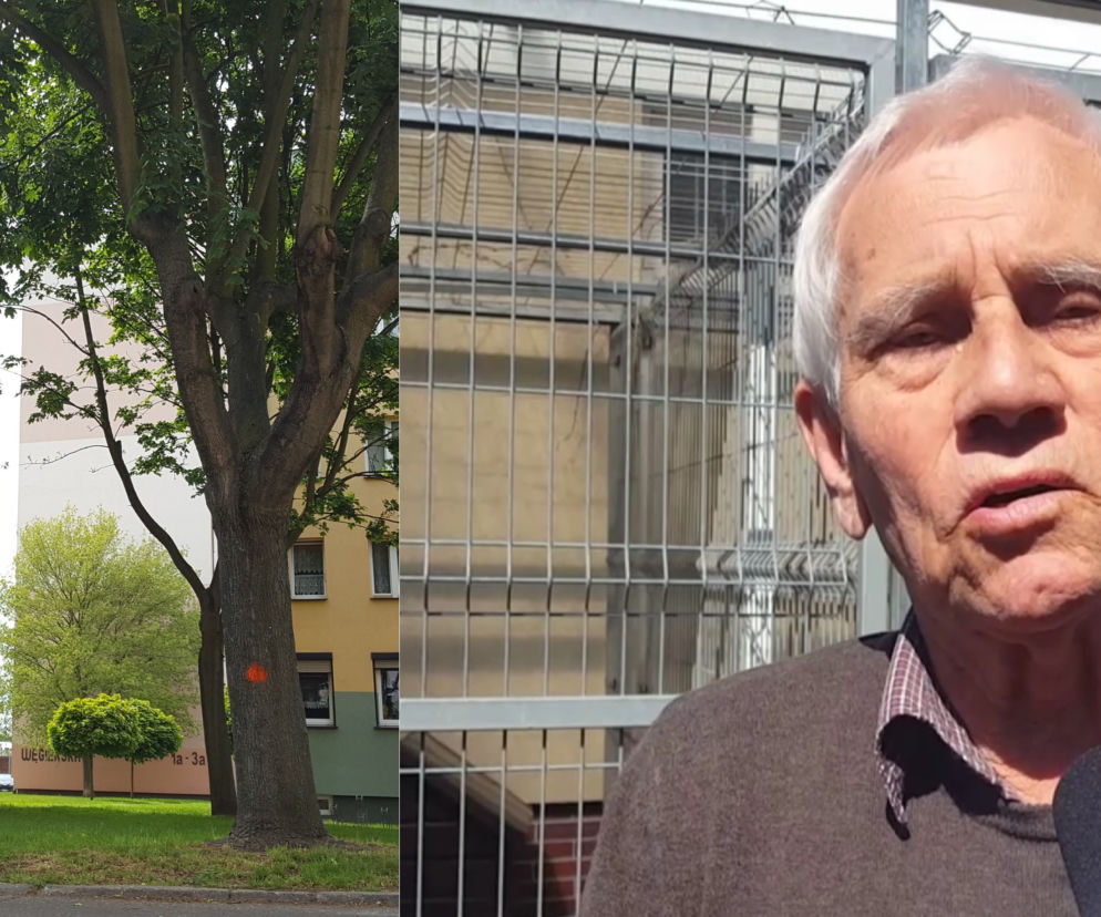 Były radny broni drzew w Lesznie. Wacław Ossowski napisał list otwarty do Rady Miejskiej