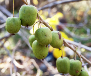 Aktinidia pstrolistna
