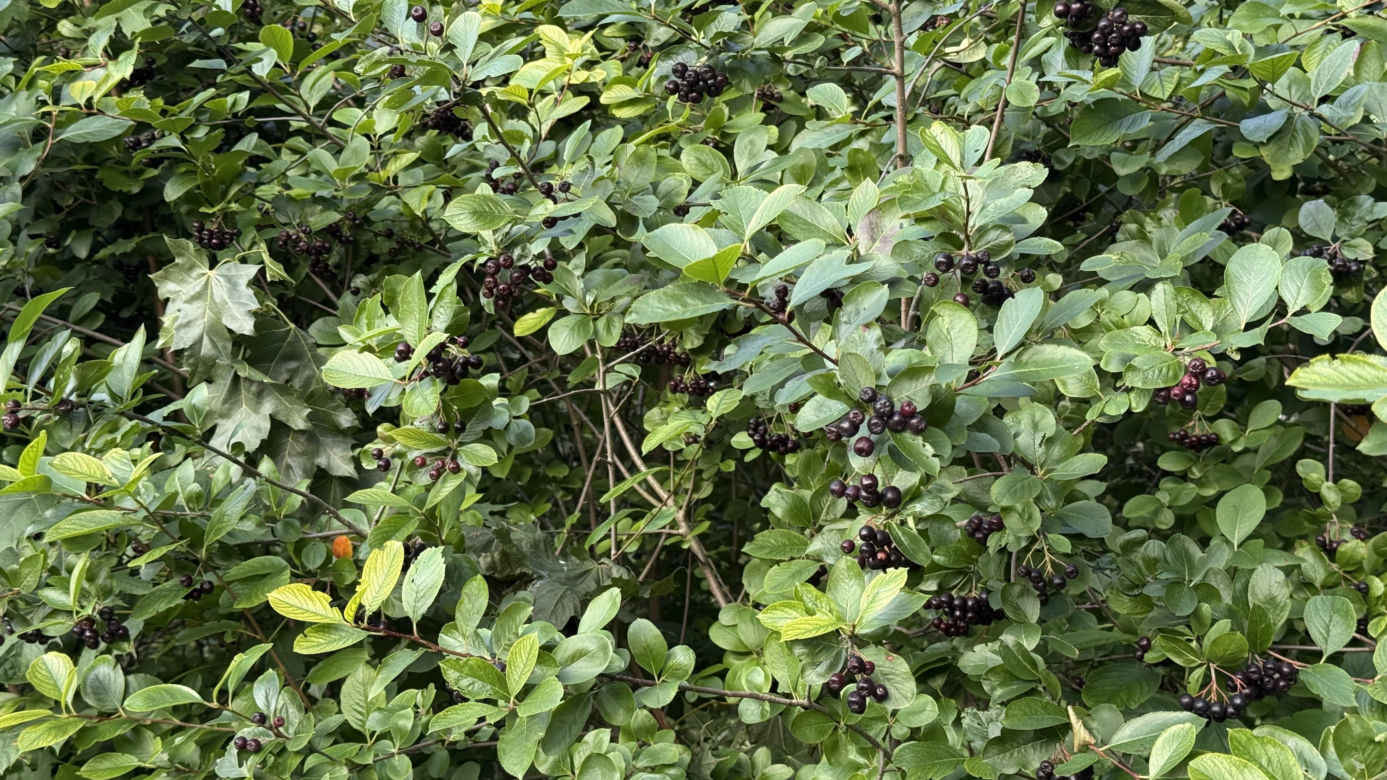 Aronia, krzew i owoce