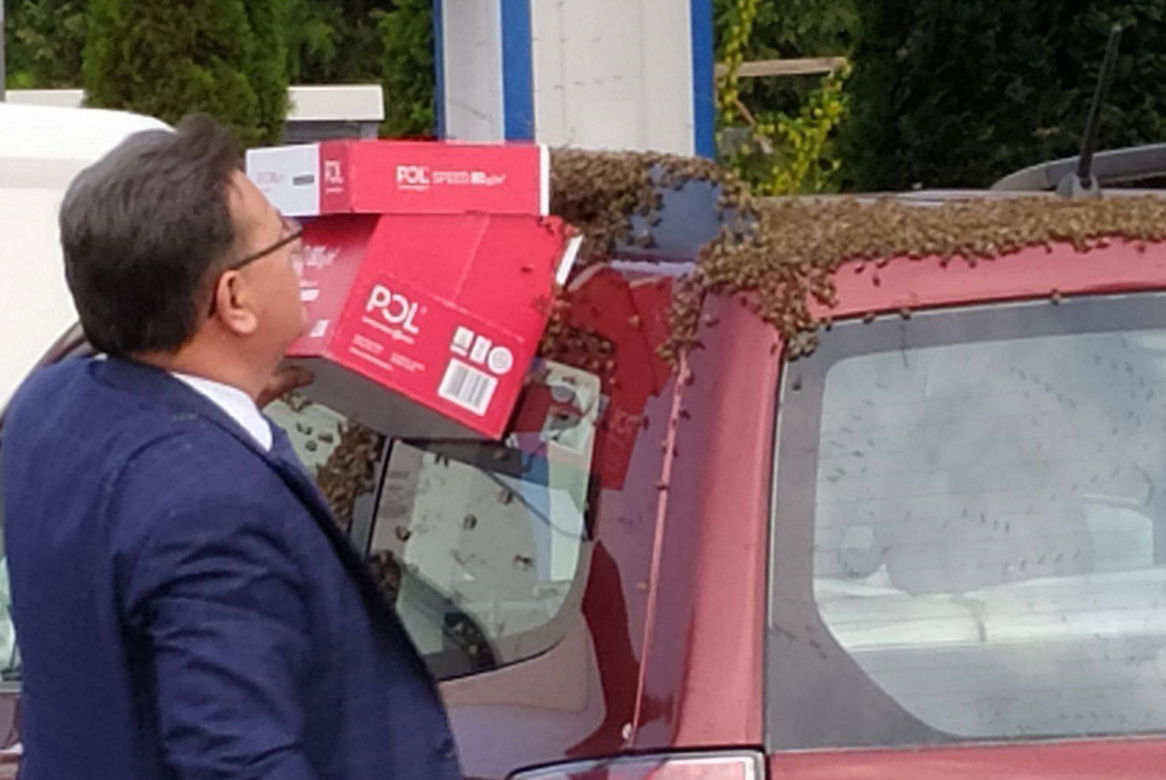 Rój pszczół zaatakował auto